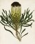 Picture of ANTIQUE PROTEA II