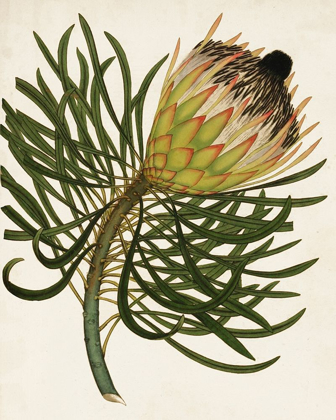 Picture of ANTIQUE PROTEA III