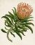 Picture of ANTIQUE PROTEA IV