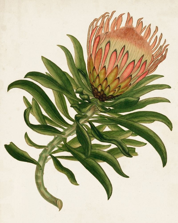 Picture of ANTIQUE PROTEA IV