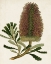 Picture of ANTIQUE PROTEA V