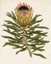 Picture of ANTIQUE PROTEA VI