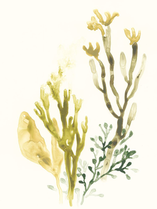 Picture of KELP COLLECTION II