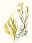Picture of KELP COLLECTION II