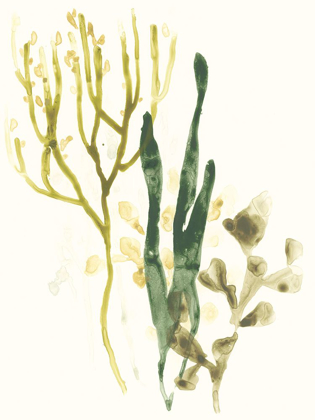 Picture of KELP COLLECTION V