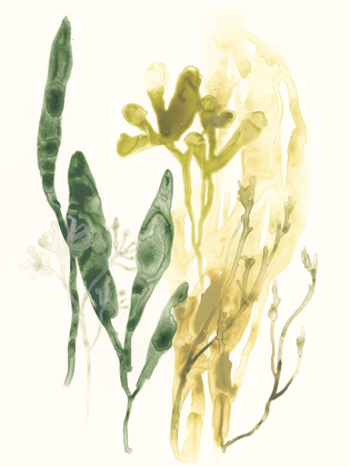 Picture of KELP COLLECTION VI