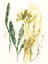 Picture of KELP COLLECTION VI
