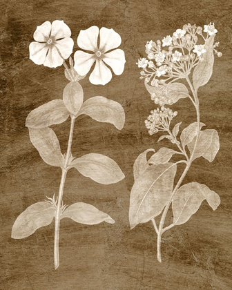 Picture of BOTANICAL IN TAUPE IV