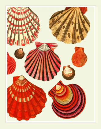 Picture of RED AND CREAM CLAM SHELLS