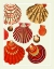 Picture of RED AND CREAM CLAM SHELLS
