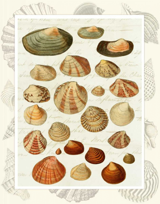 Picture of SHELLS ON VINTAGE SCRIPT