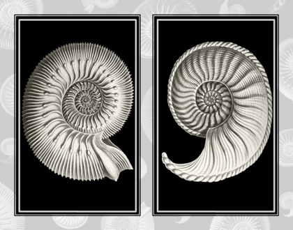 Picture of NAUTILUS SHELLS ON BLACK