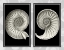 Picture of NAUTILUS SHELLS ON BLACK
