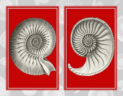 Picture of NAUTILUS SHELLS ON RED