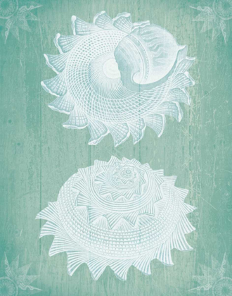 Picture of SHELLS WHITE ON TURQUOISE