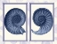 Picture of NAUTILUS SHELLS INDIGO BLUE