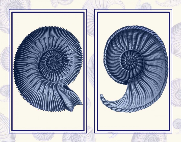 Picture of NAUTILUS SHELLS INDIGO BLUE