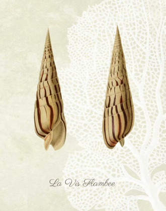 Picture of FRENCH SHELL PRINT B
