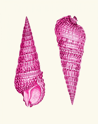 Picture of PINK SHELLS A