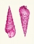 Picture of PINK SHELLS A
