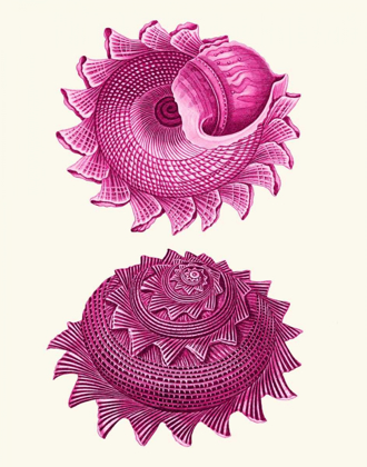 Picture of PINK SHELLS B