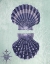 Picture of SEASHELL COLLECTION 2 A