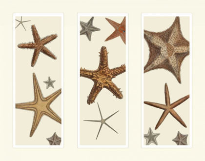 Picture of STARFISH PRINT ON 3 PANELS