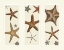 Picture of STARFISH PRINT ON 3 PANELS