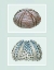 Picture of SEA URCHIN PRINT ON 2 PANELS