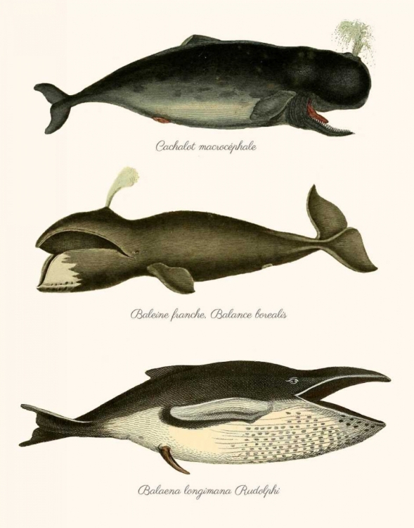 Picture of TRIO OF VINTAGE WHALES
