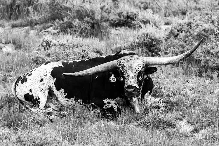 Picture of B AND W LONGHORN I