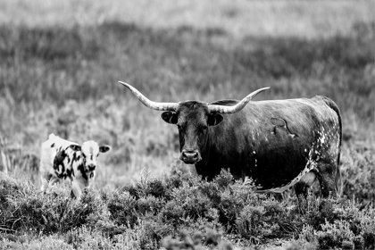 Picture of B AND W LONGHORN II