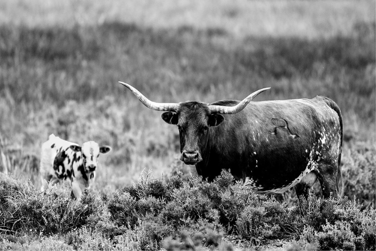 Picture of B AND W LONGHORN II