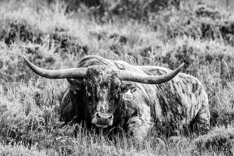 Picture of B AND W LONGHORN III