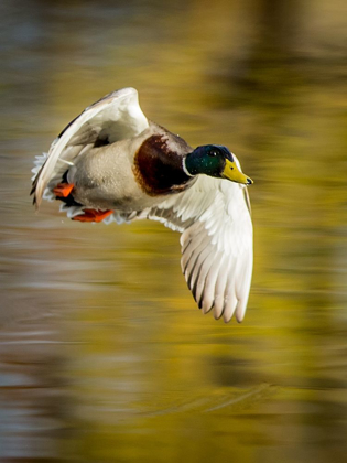 Picture of MALLARD FLIGHT I