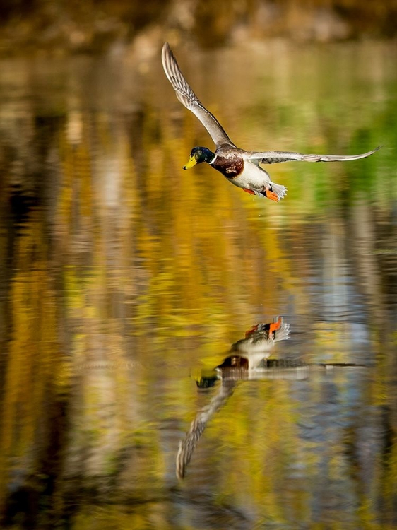 Picture of MALLARD FLIGHT II