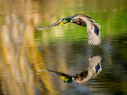 Picture of MALLARD FLIGHT III