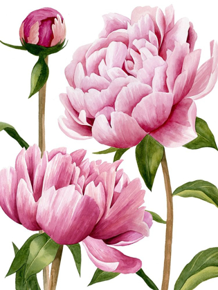 Picture of WINSOME PEONIES I