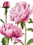 Picture of WINSOME PEONIES I