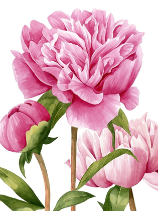 Picture of WINSOME PEONIES II