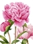 Picture of WINSOME PEONIES II