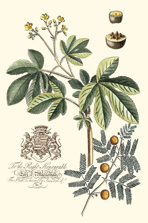 Picture of IMPERIAL FOLIAGE I