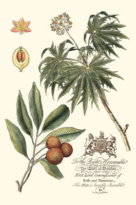 Picture of IMPERIAL FOLIAGE II