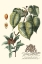 Picture of IMPERIAL FOLIAGE III
