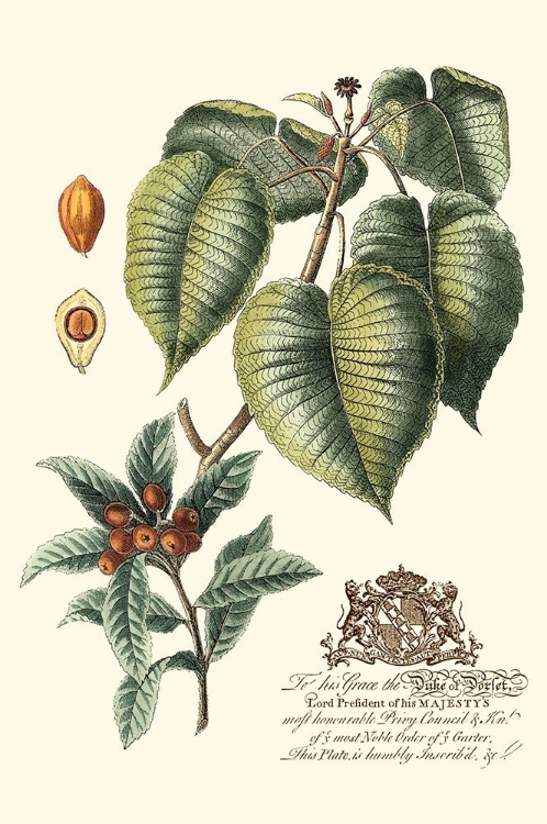 Picture of IMPERIAL FOLIAGE III