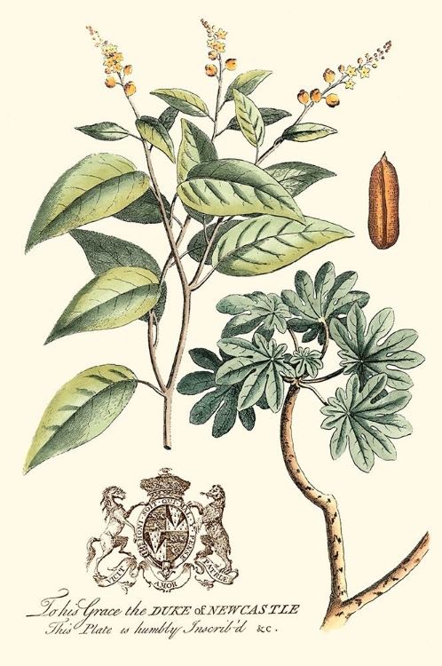Picture of IMPERIAL FOLIAGE IV