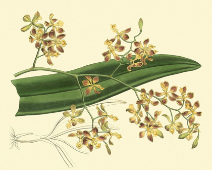 Picture of ANTIQUE ORCHID STUDY II