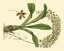Picture of ANTIQUE ORCHID STUDY IV