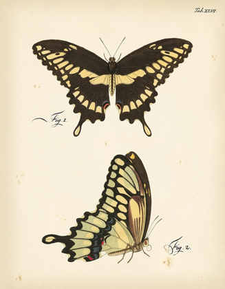 Picture of BUTTERFLY PROFILE I