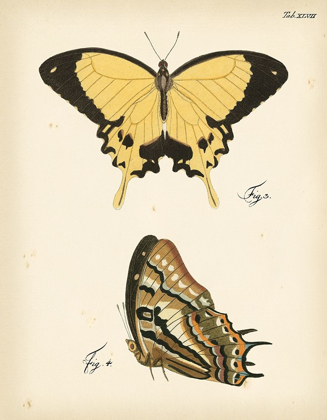 Picture of BUTTERFLY PROFILE II